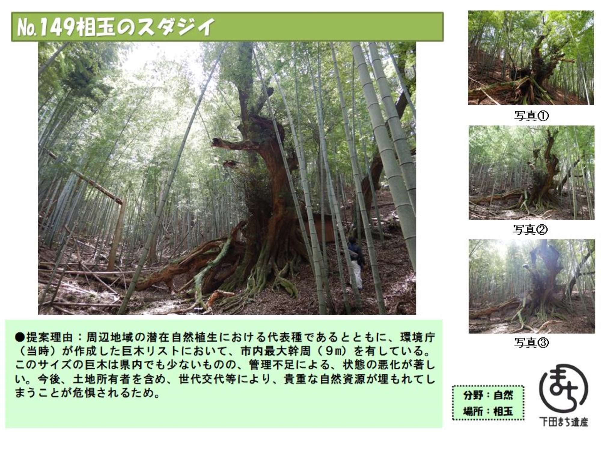 149まち遺産　相玉のスダジイ